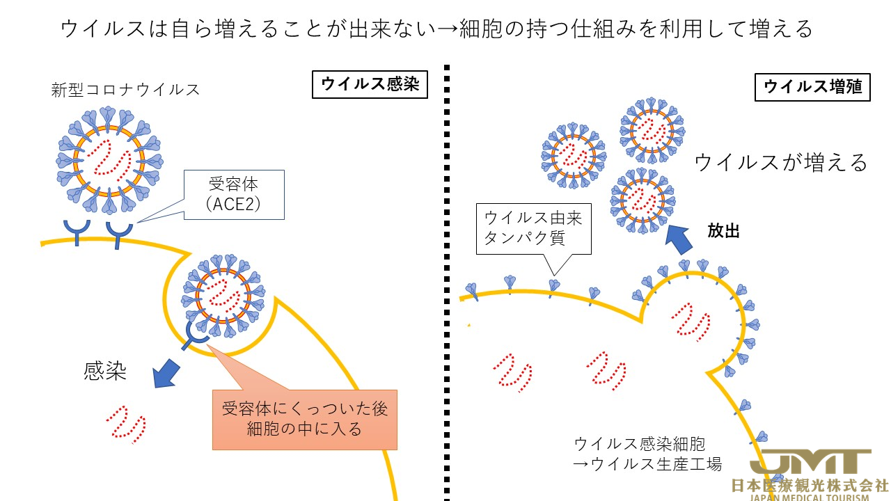 JMT日本医疗——日本成功创造出可以应对所有冠状病毒的“划时代新抗体”