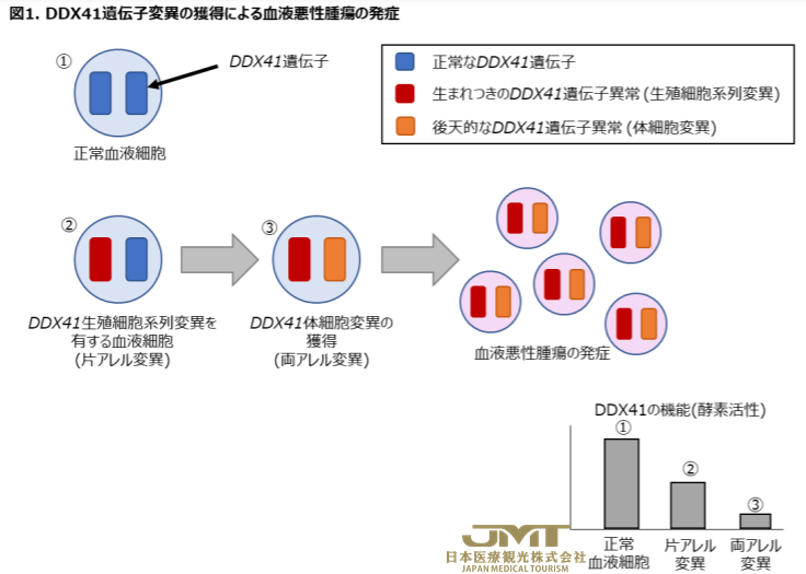 JMT日本医疗——日本阐明血液恶性肿瘤的原因基因DDX41的变异引起造血障碍的机制