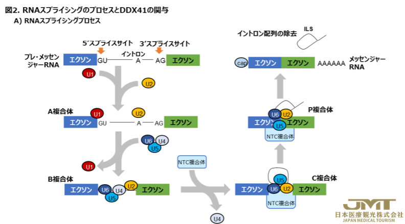 JMT日本医疗——日本阐明血液恶性肿瘤的原因基因DDX41的变异引起造血障碍的机制