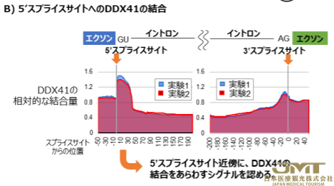 JMT日本医疗——日本阐明血液恶性肿瘤的原因基因DDX41的变异引起造血障碍的机制