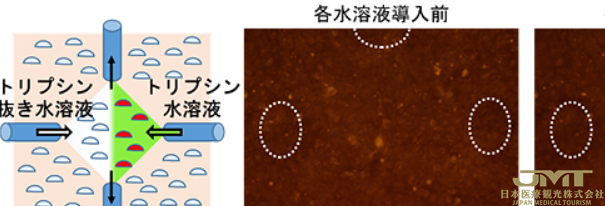 JMT日本医疗——操作细胞的微环境②