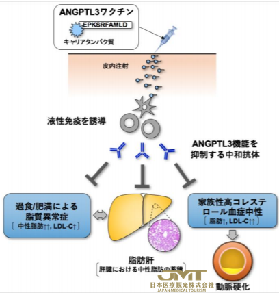 JMT日本医疗——高血脂最新疗法-肽疫苗治疗