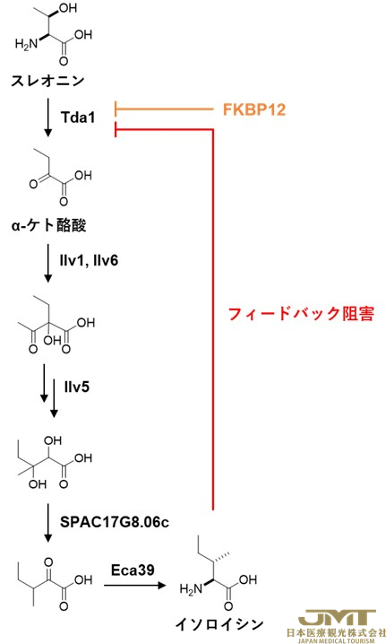 JMT日本医疗——阐明了免疫抑制剂的新机制①