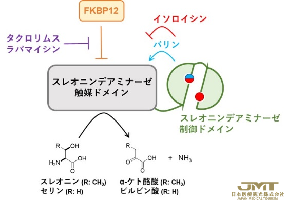 JMT日本医疗——阐明了免疫抑制剂的新机制①