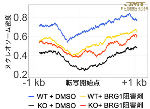 JMT日本医疗——决定连接DNA复制和细胞命运的~复制叉附近的PCGF1-PRC1的作用②