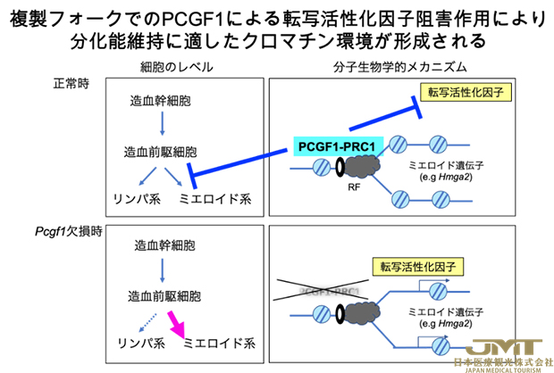 JMT日本医疗——决定连接DNA复制和细胞命运的~复制叉附近的PCGF1-PRC1的作用②