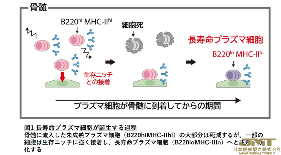 JMT日本医疗——日本大学发现持续产生抗体的长寿命细胞，有望研发出长效疫苗