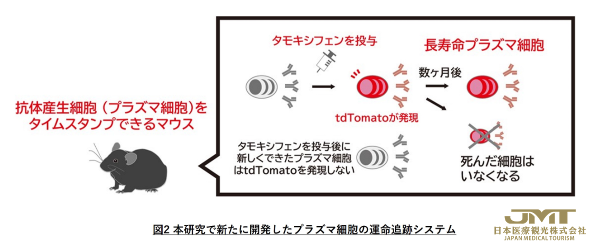 JMT日本医疗——日本大学发现持续产生抗体的长寿命细胞，有望研发出长效疫苗