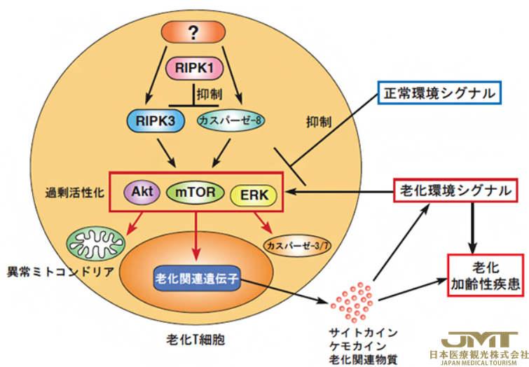 JMT日本医疗——日本阐明老化T细胞引起老化、炎症的机制，有望研发出新治疗老化性疾病的方法③