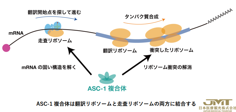 JMT日本医疗——日本发现与蛋白质合成相关的新因子