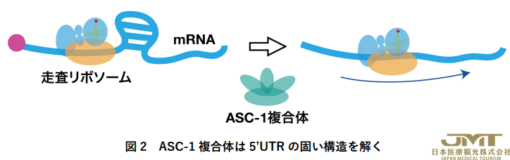 JMT日本医疗——日本发现与蛋白质合成相关的新因子