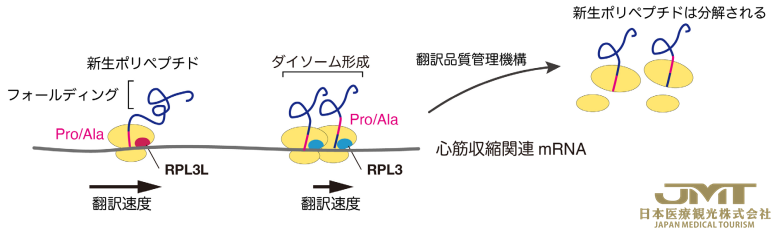 JMT日本医疗——日本研究发现横纹肌特异性核糖体