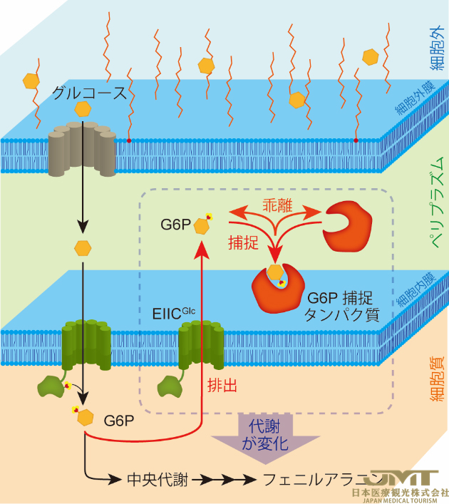 JMT日本医疗——日本研究发现颠覆常识的糖的再排出机制②